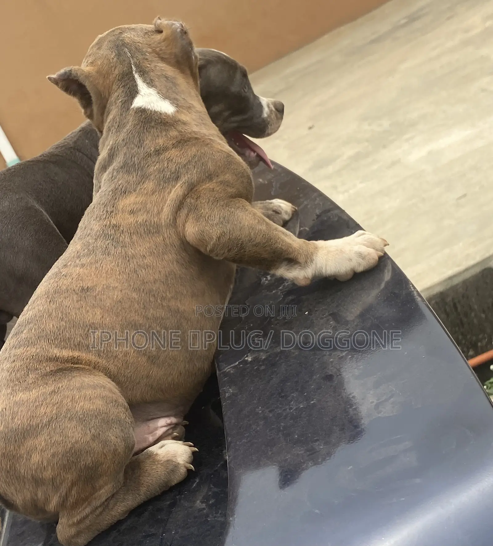 1-3 months Female Purebred American Bully