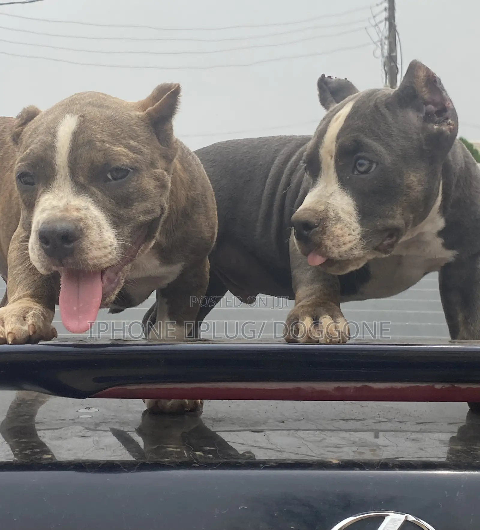 1-3 months Female Purebred American Bully