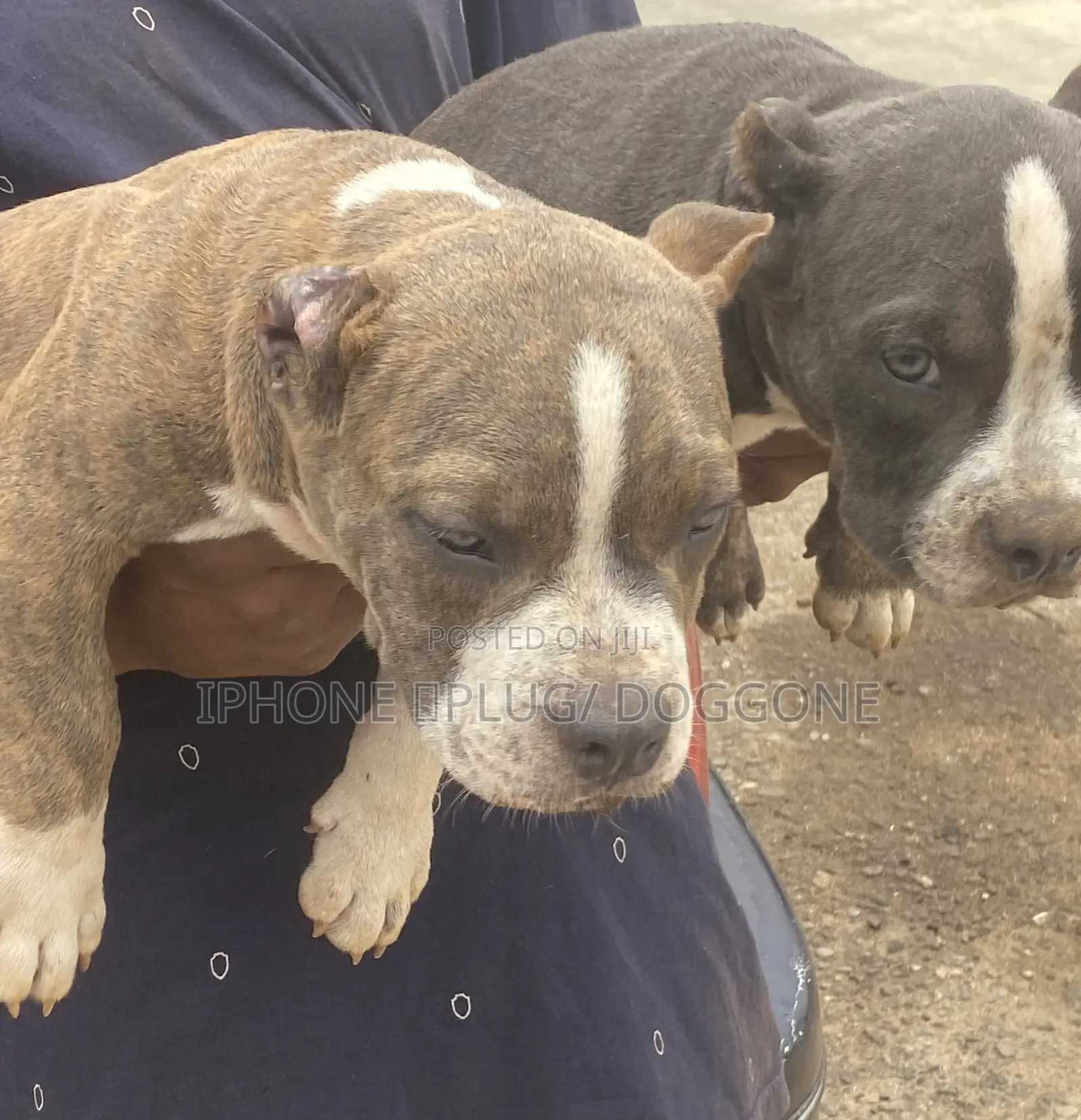 1-3 months Female Purebred American Bully