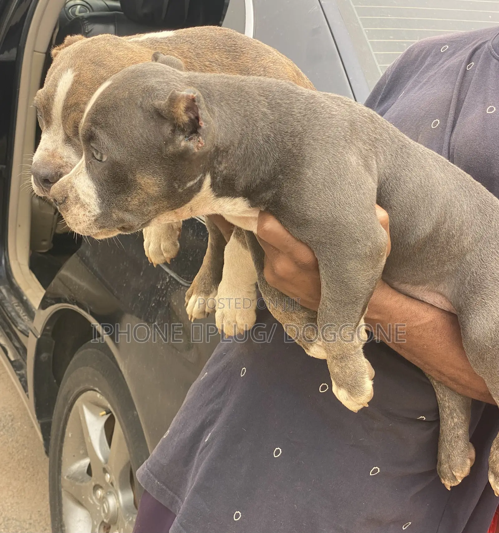 1-3 months Female Purebred American Bully