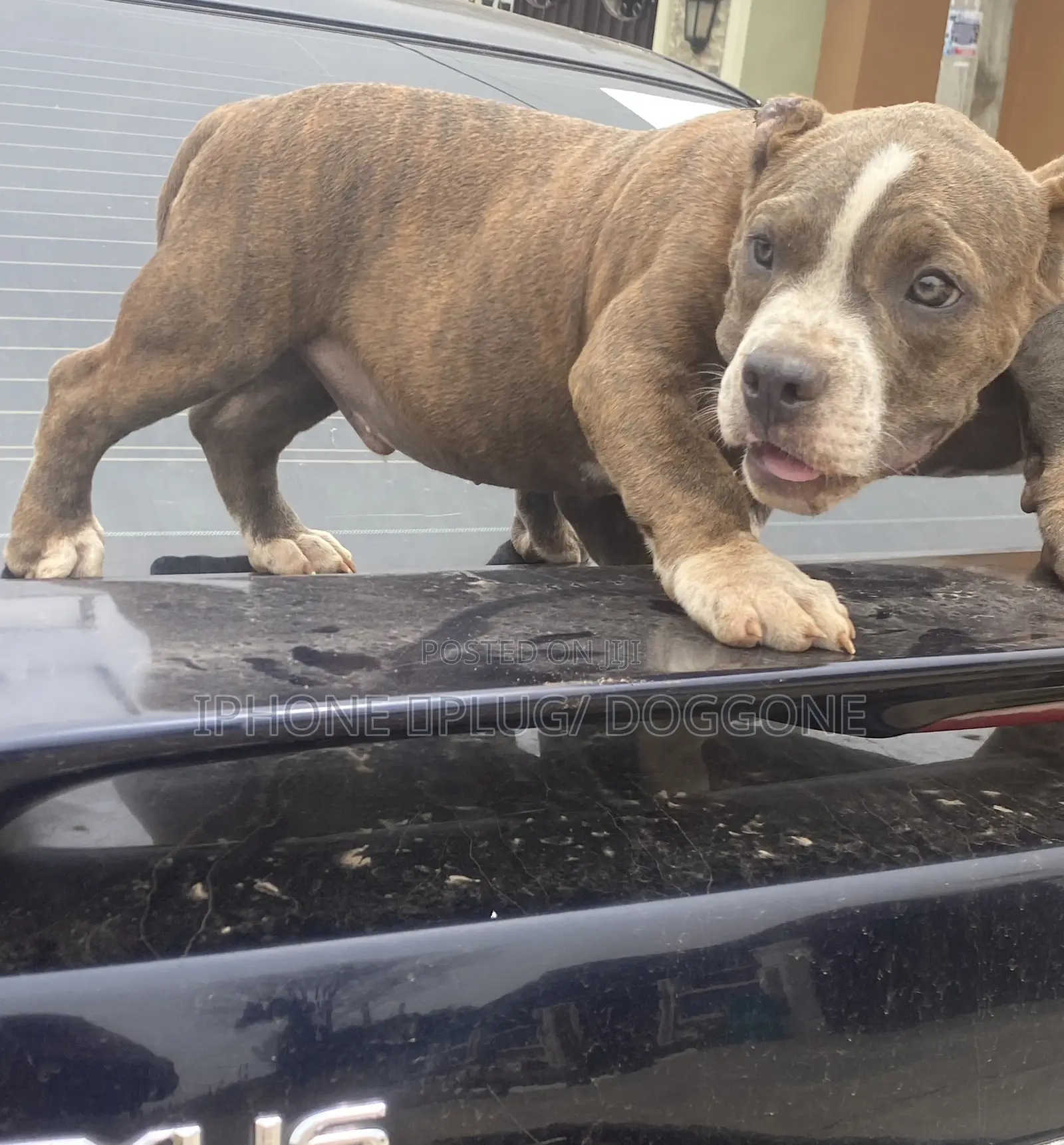 1-3 months Female Purebred American Bully