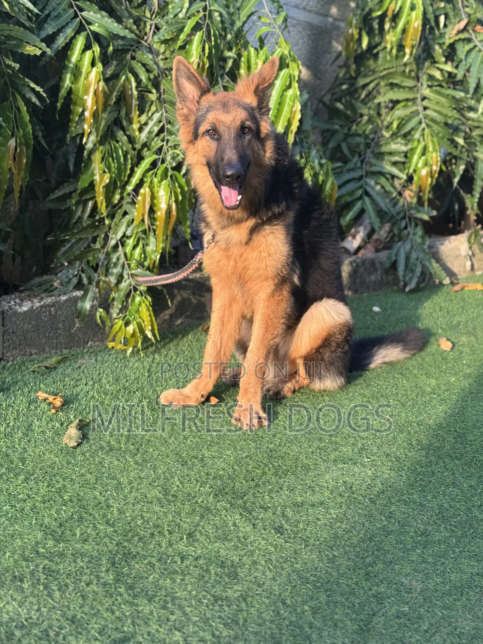 6-12 months Male Purebred German Shepherd