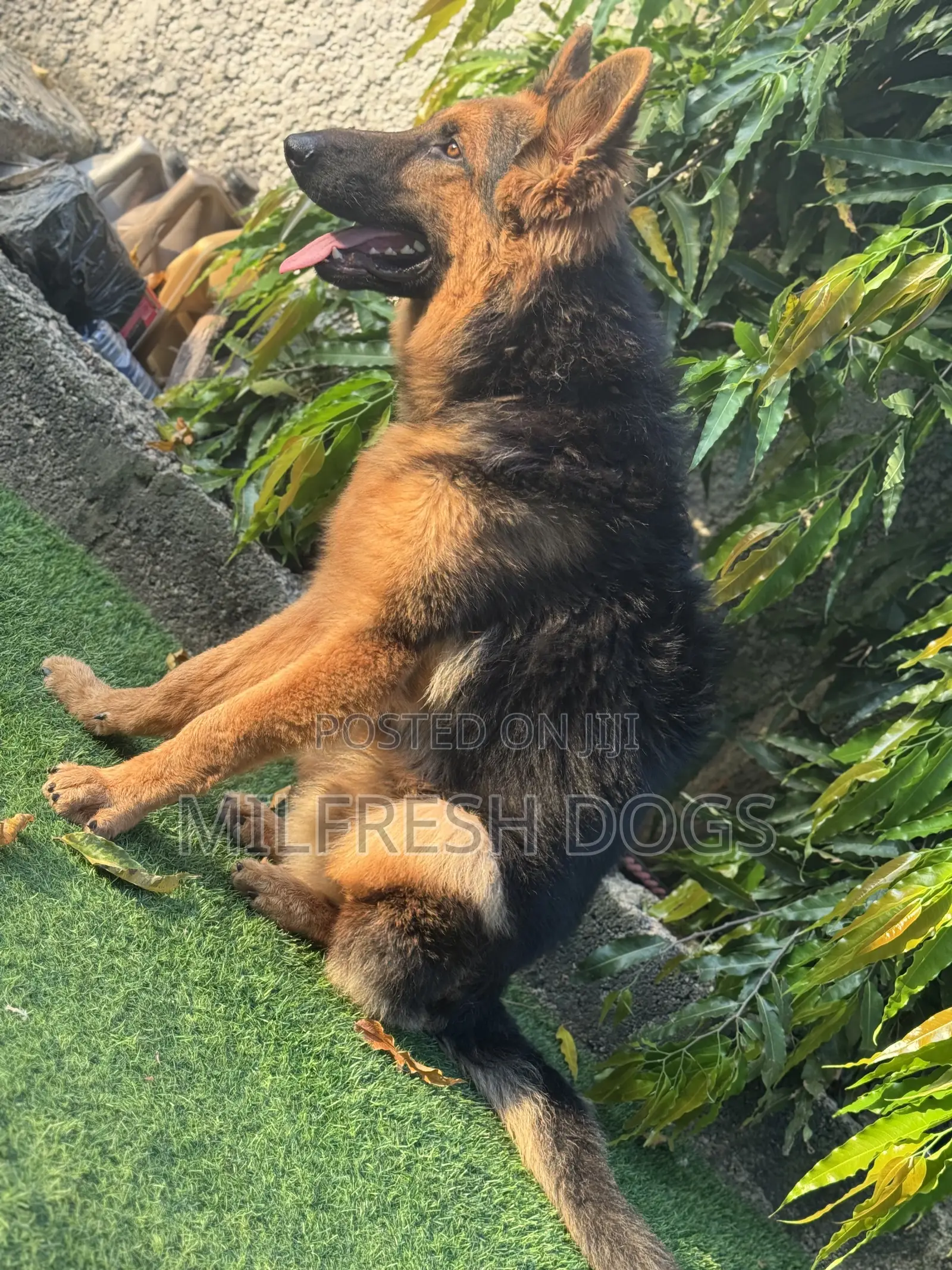 6-12 months Male Purebred German Shepherd