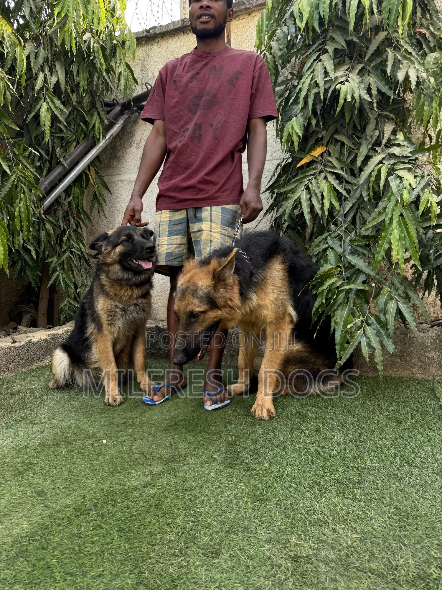 6-12 months Male Purebred German Shepherd
