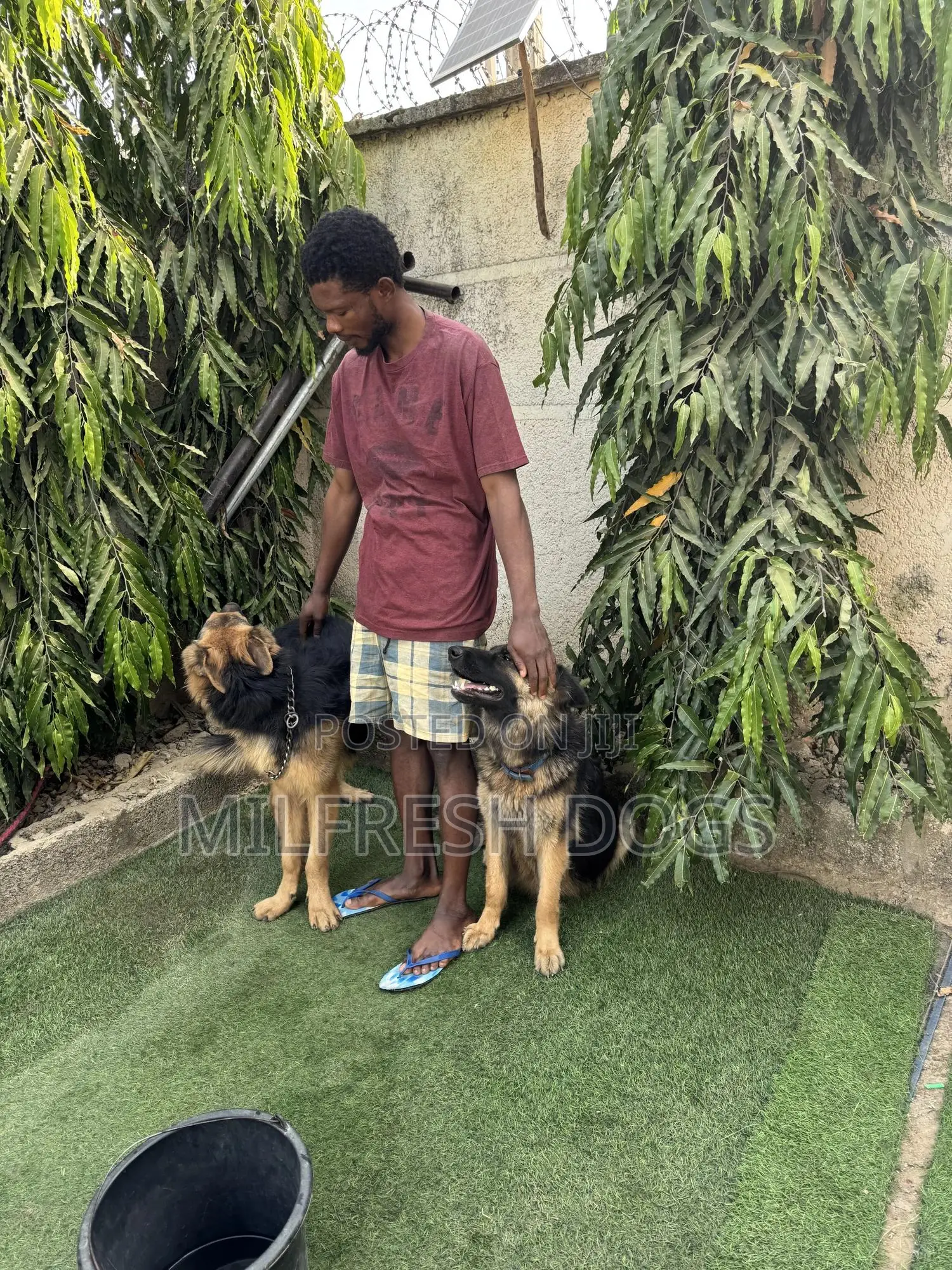 6-12 months Male Purebred German Shepherd
