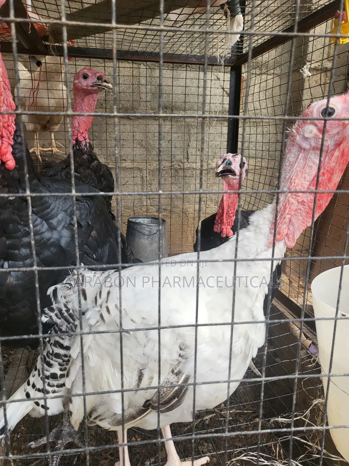 Adult Turkey
