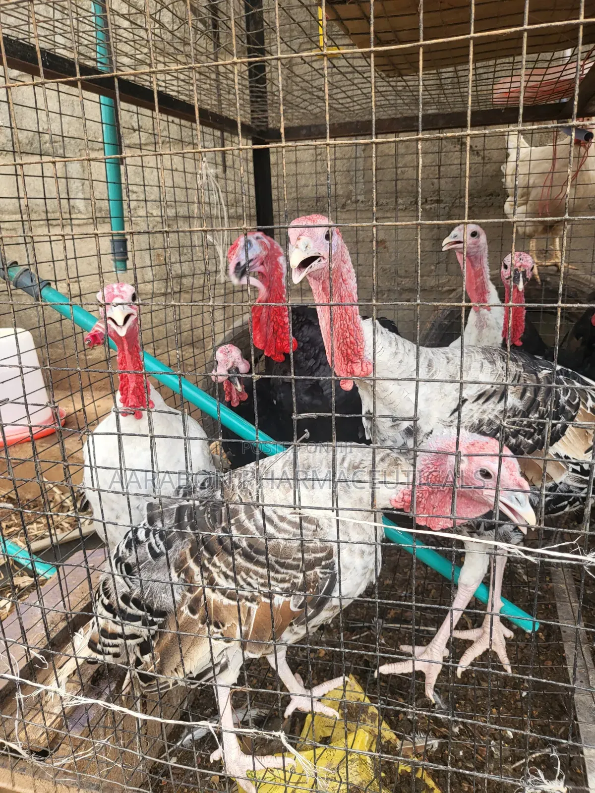 Adult Turkey