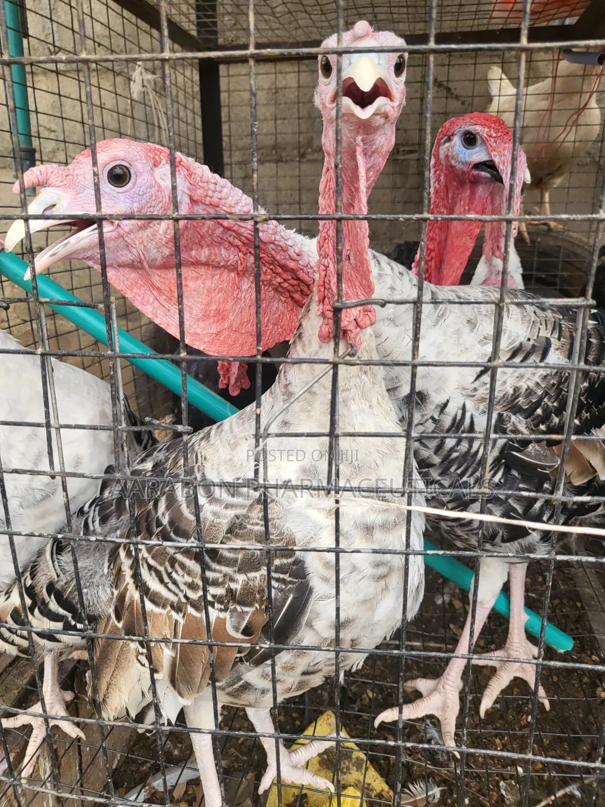 Adult Turkey