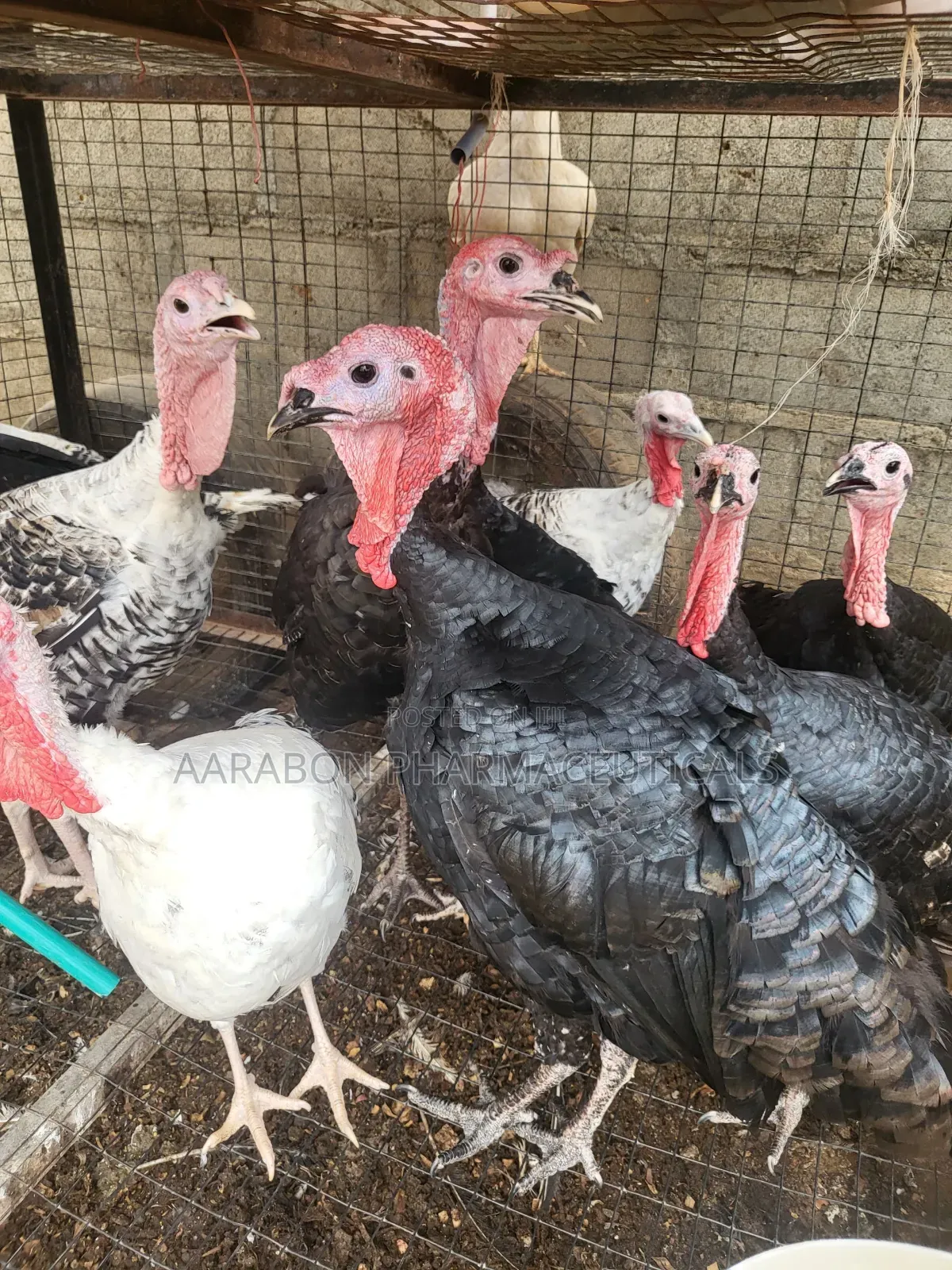 Adult Turkey