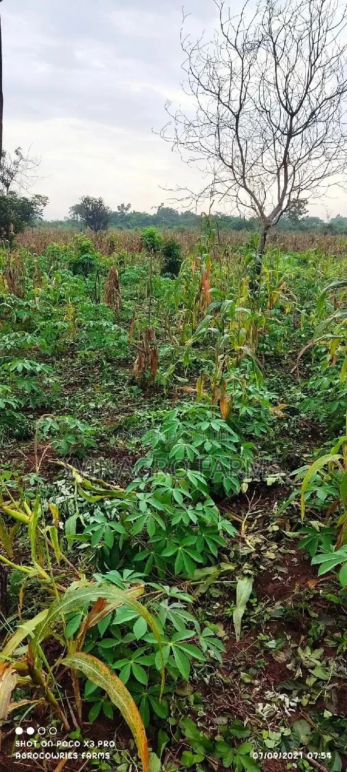 For Sale;Land Specially for Agriculture in Ogun