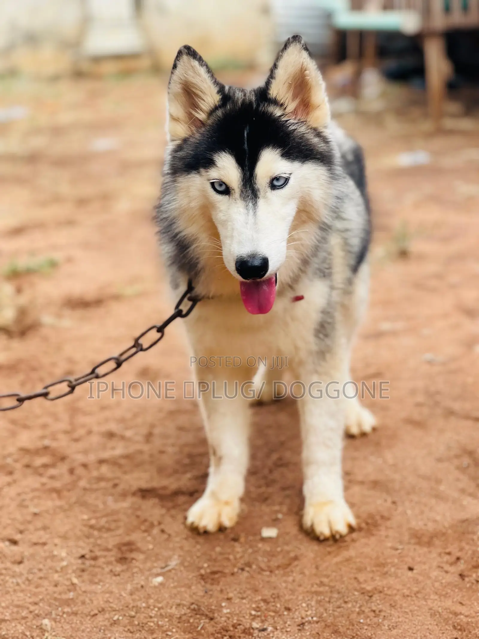 6-12 months Male Purebred Siberian Husky