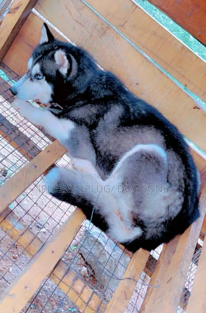6-12 months Male Purebred Siberian Husky