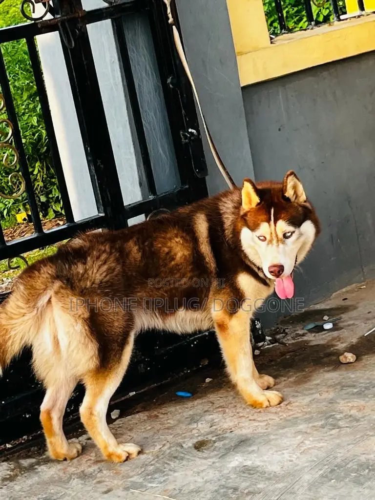 6-12 months Male Purebred Siberian Husky