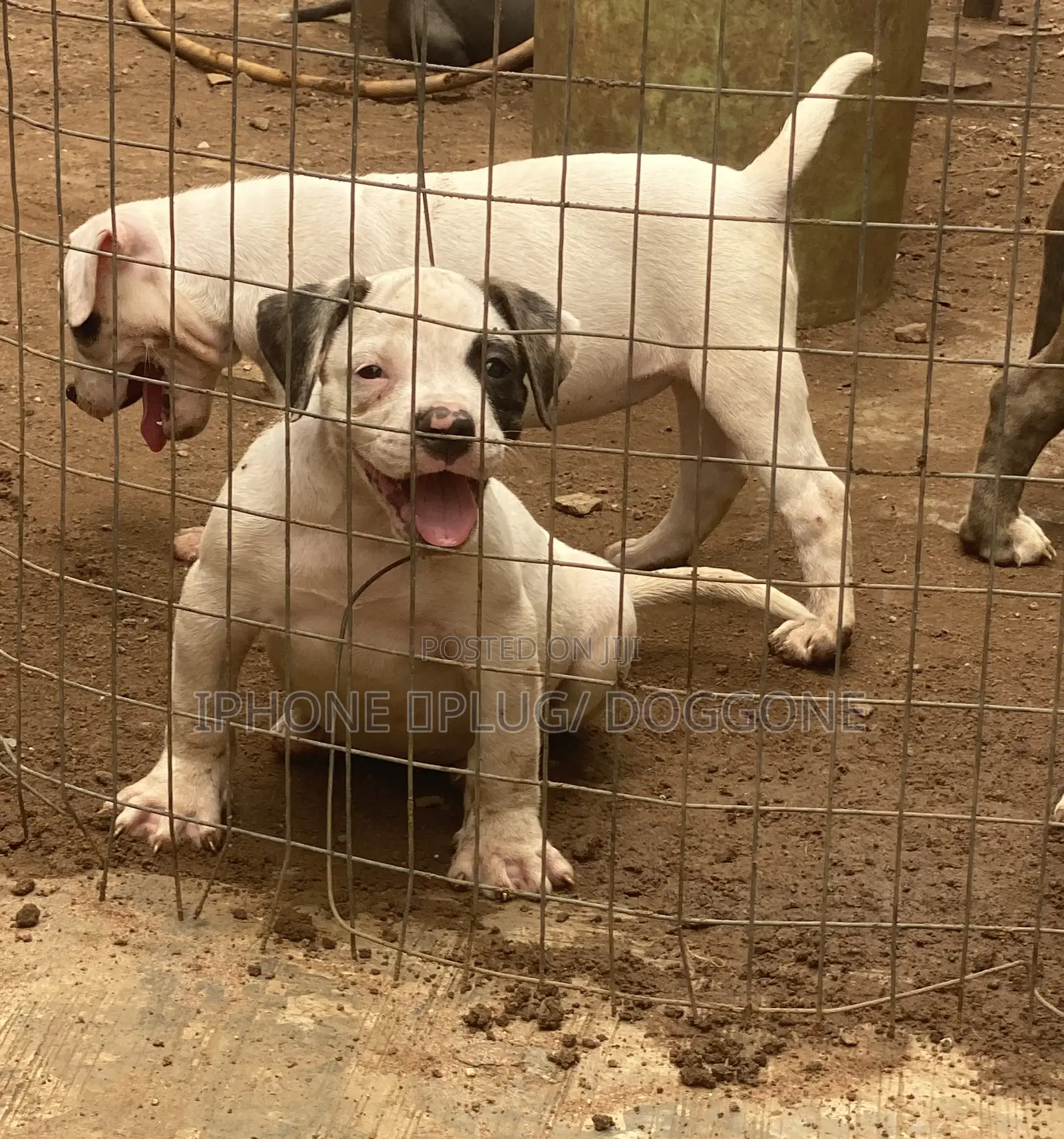 1-3 months Male Purebred Bulldog