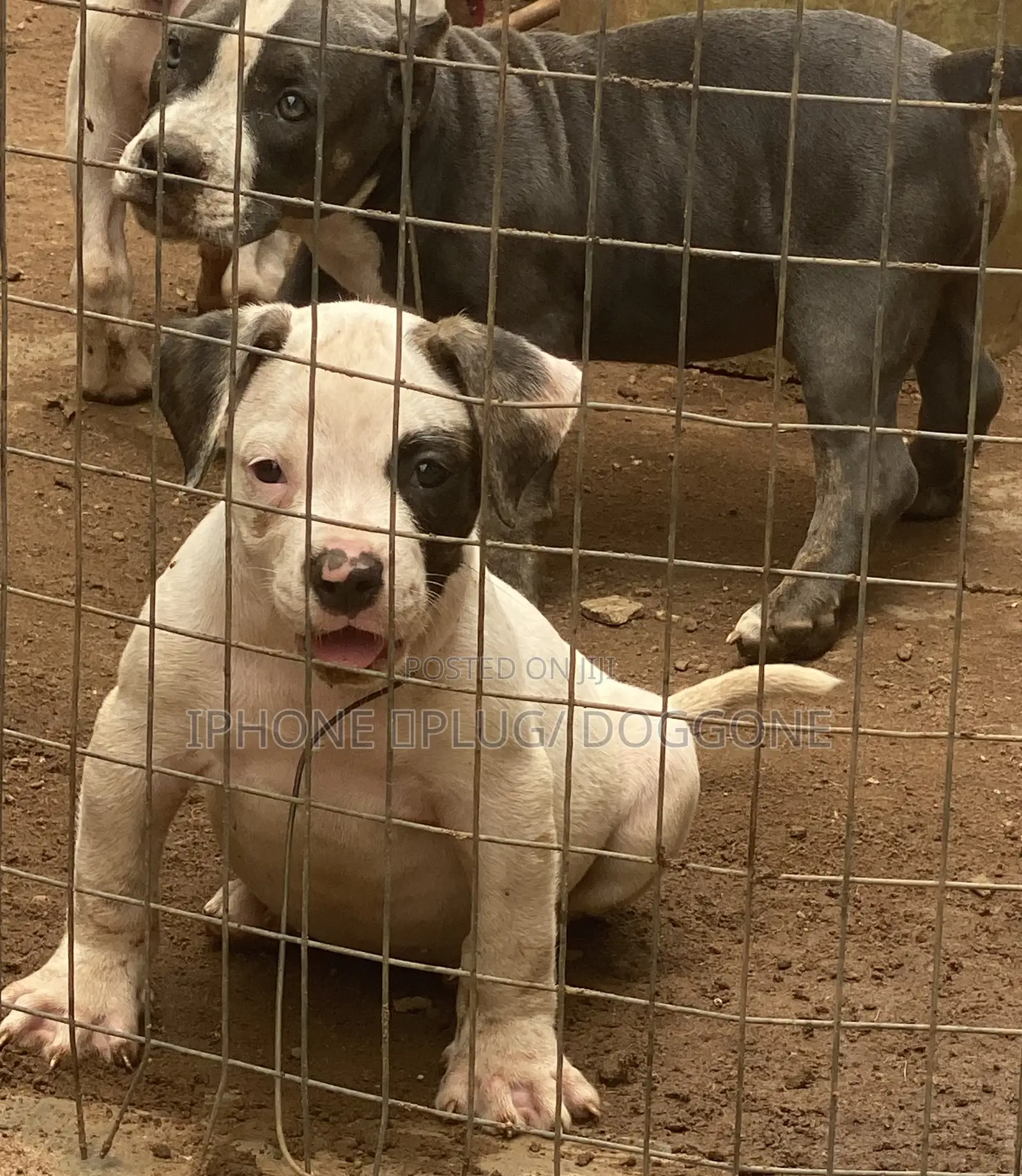 1-3 months Male Purebred Bulldog