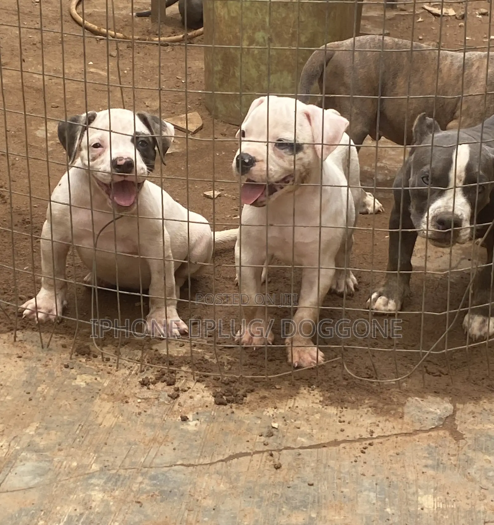 1-3 months Male Purebred Bulldog