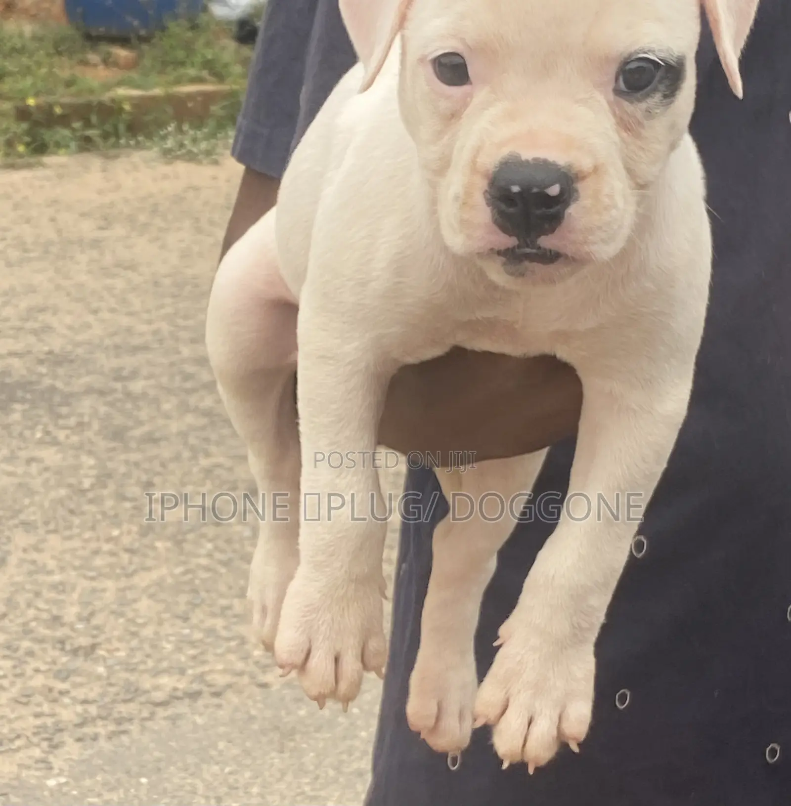 1-3 months Female Purebred American Bulldog