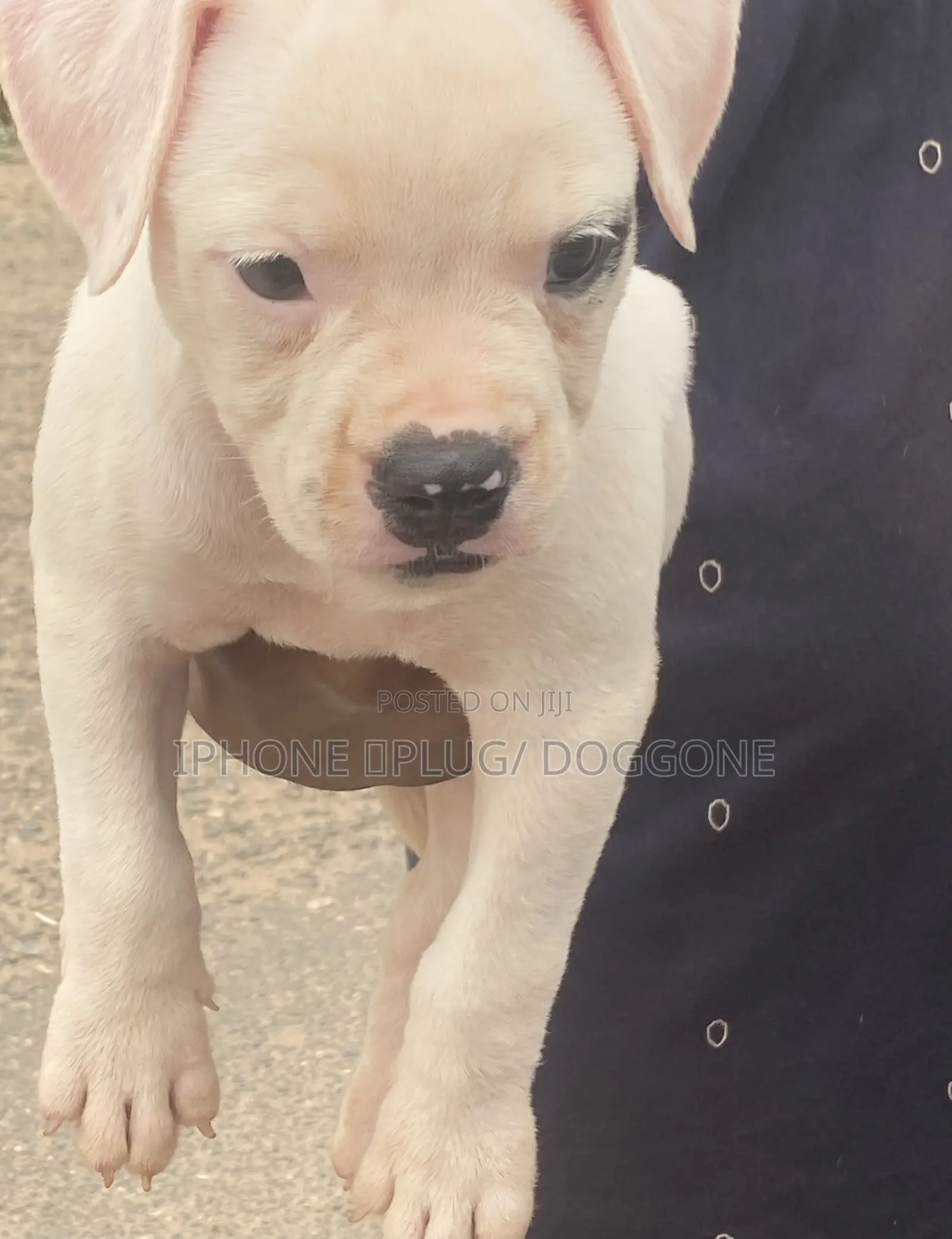 1-3 months Female Purebred American Bulldog