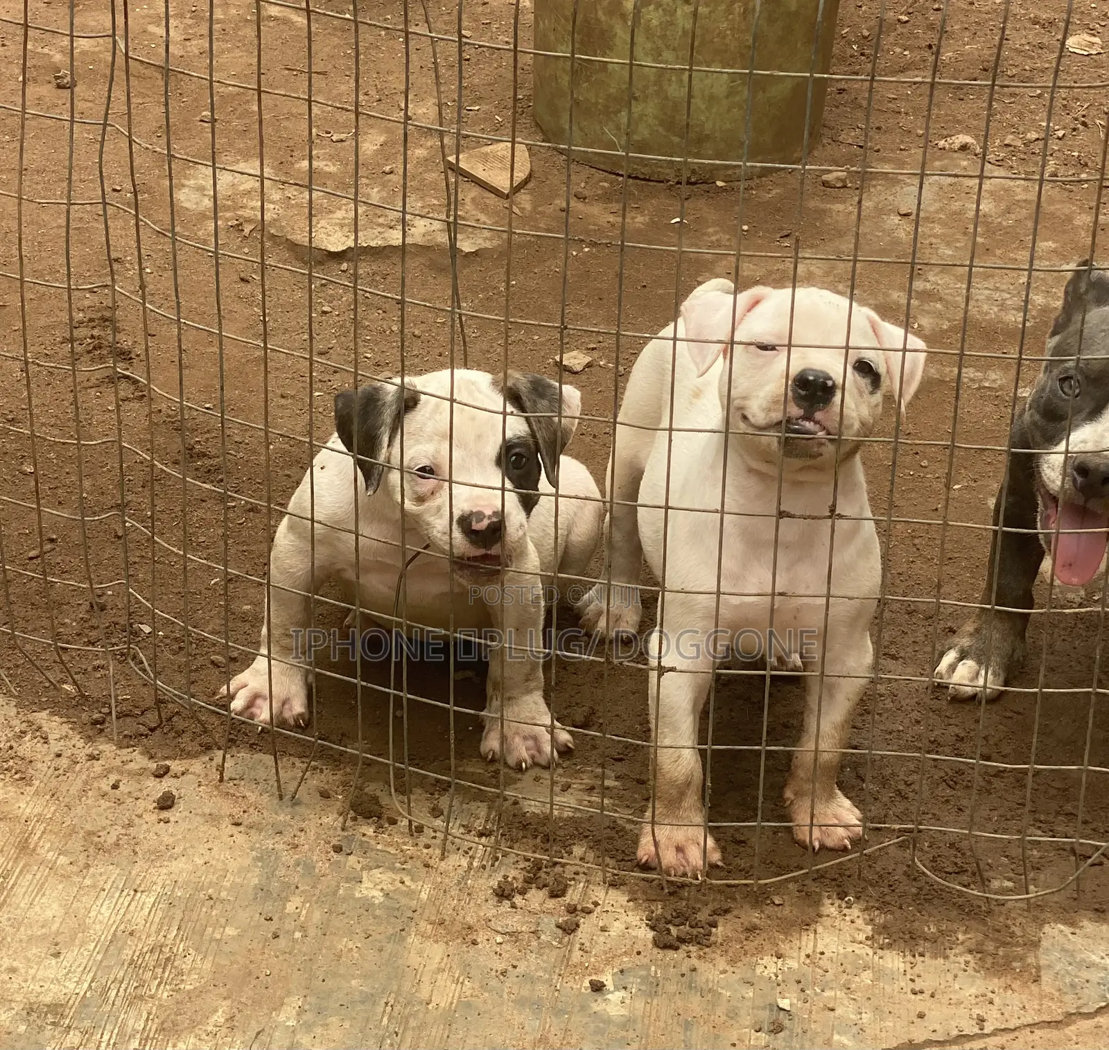 1-3 months Female Purebred American Bulldog