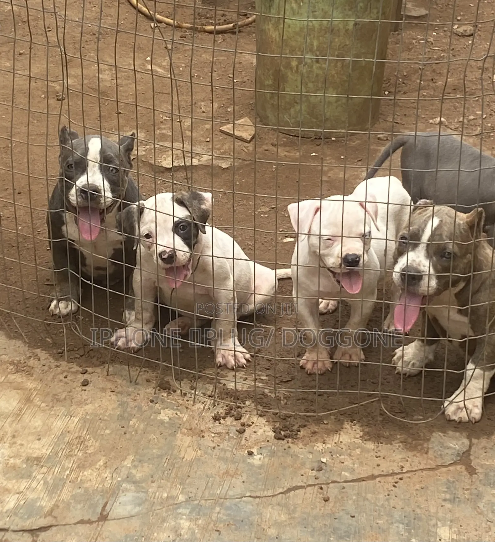 3-6 months Female Purebred Bulldog