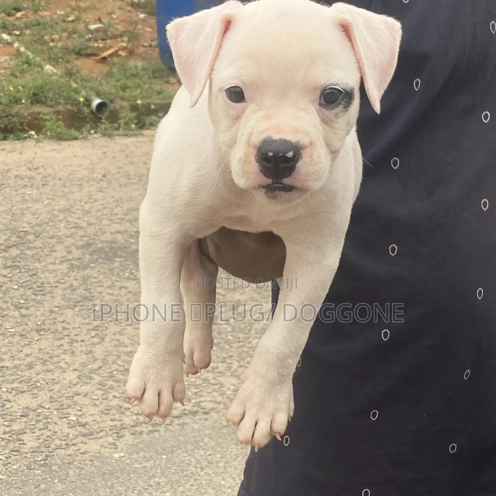 3-6 months Female Purebred Bulldog