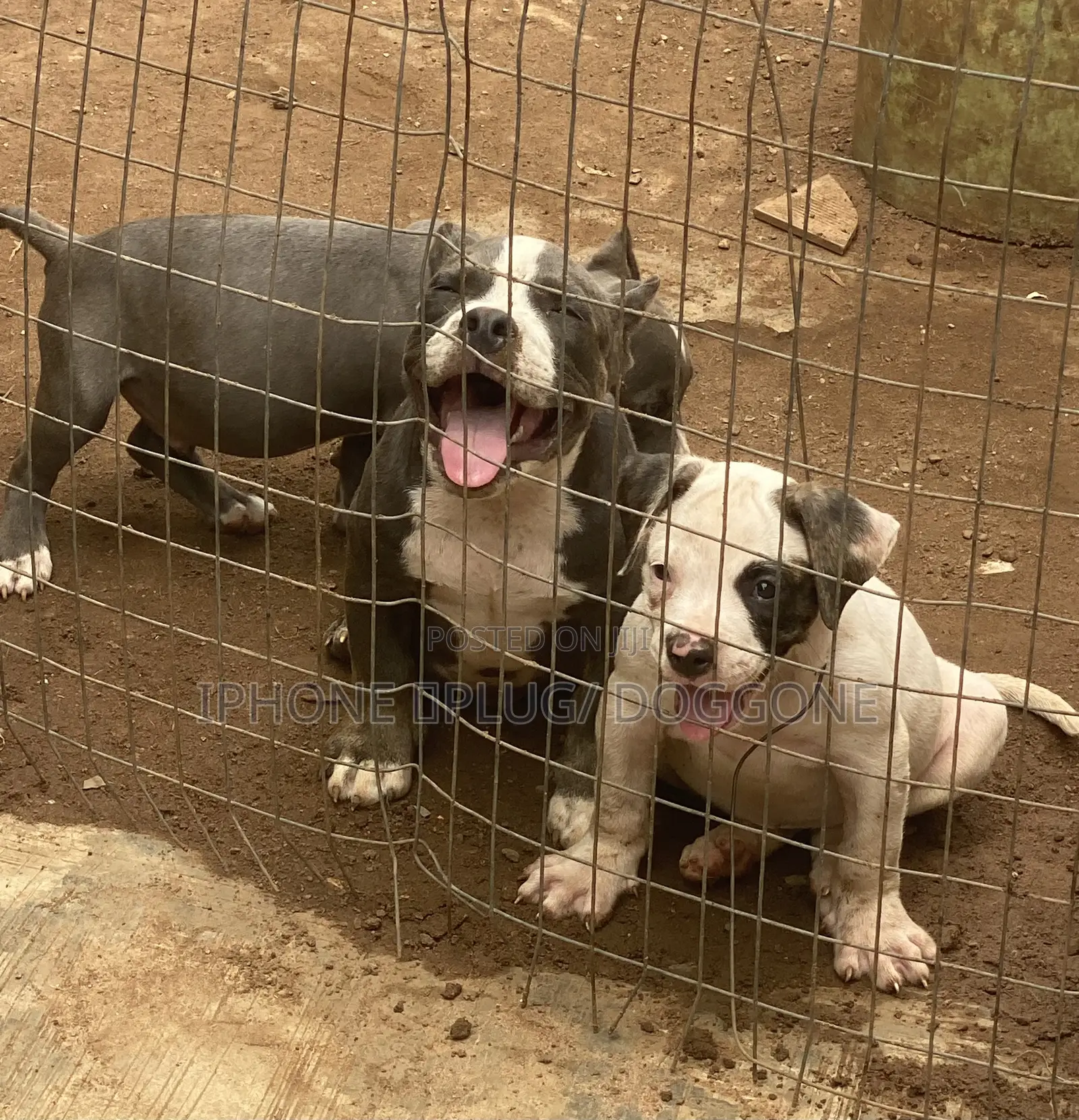 3-6 months Female Purebred Bulldog