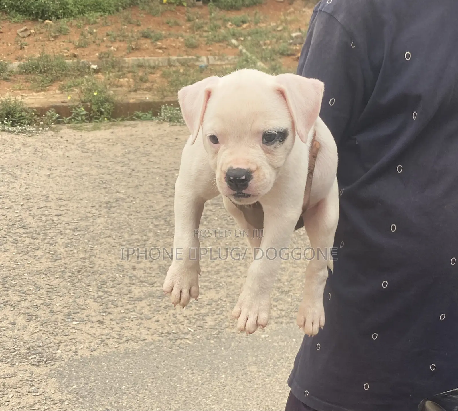3-6 months Female Purebred Bulldog