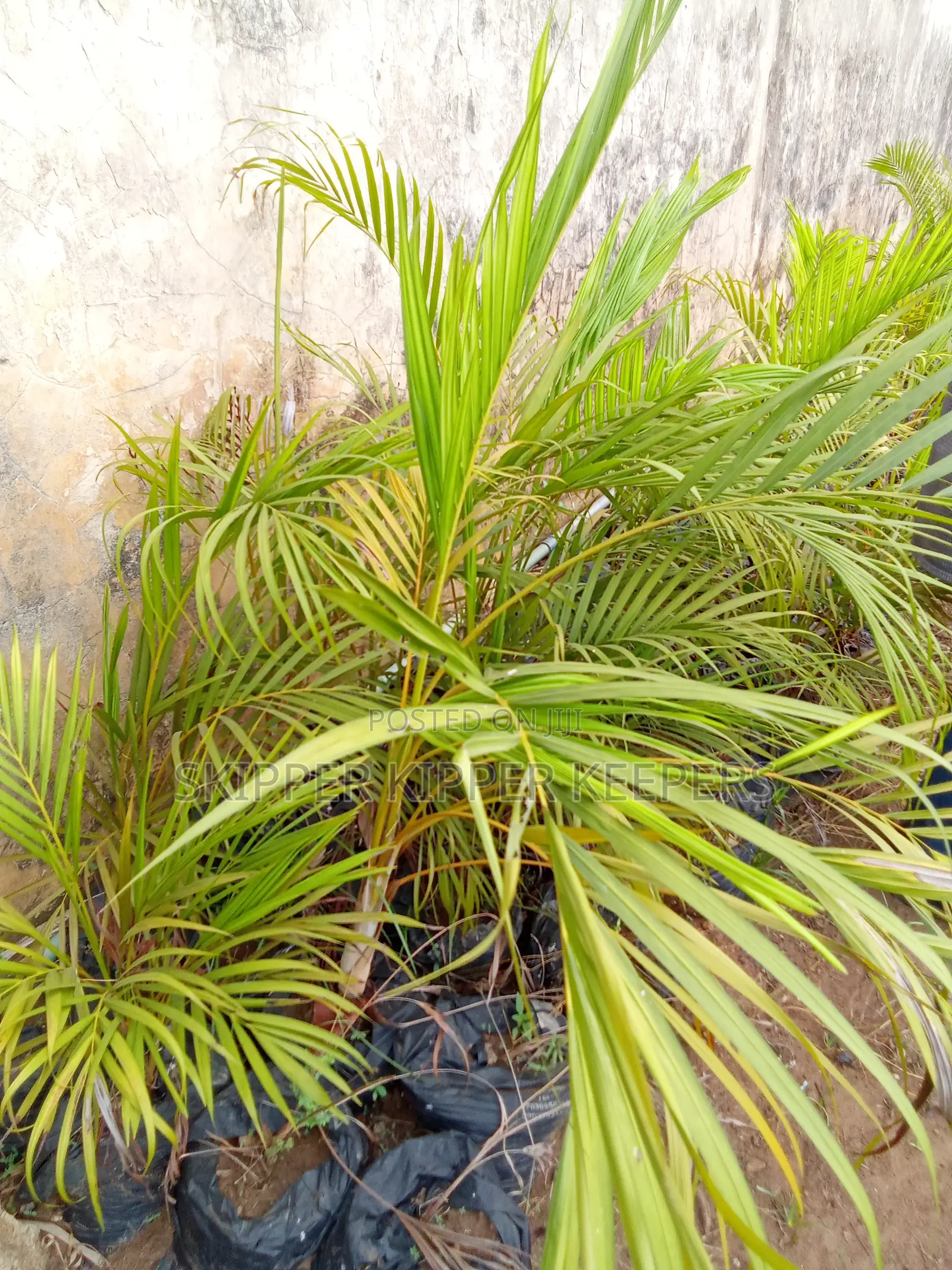 Palms for Landscaping