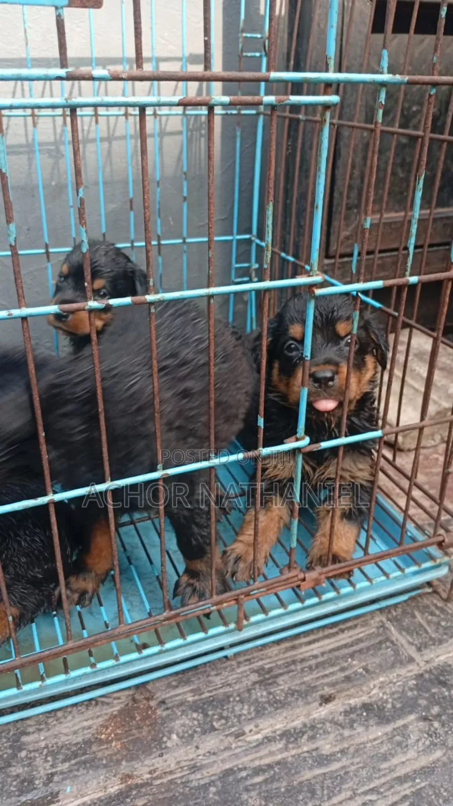 1-3 months Male Purebred Rottweiler