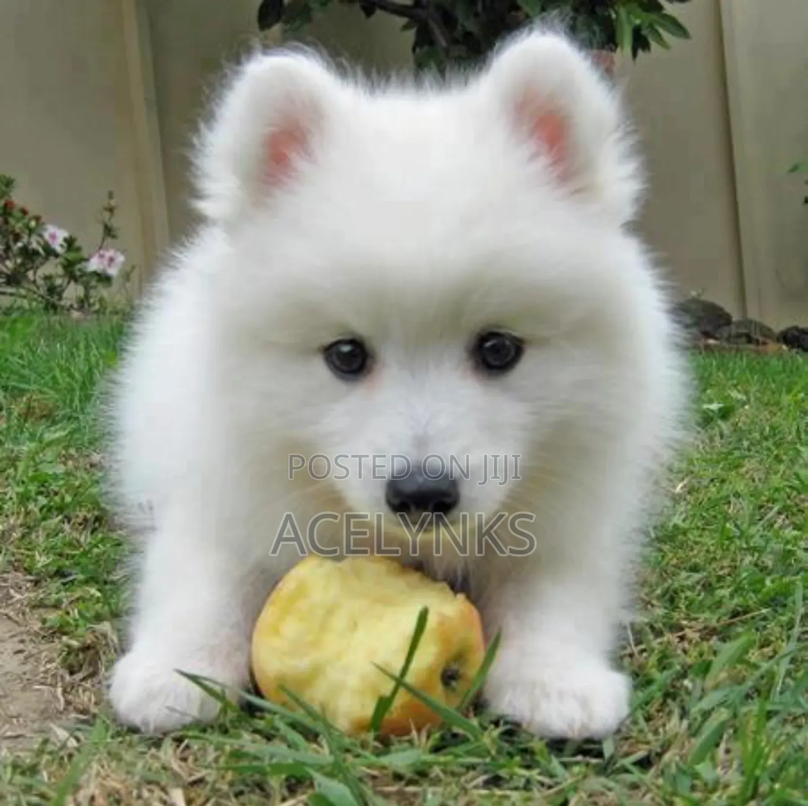 1-3 months Female Purebred American Eskimo