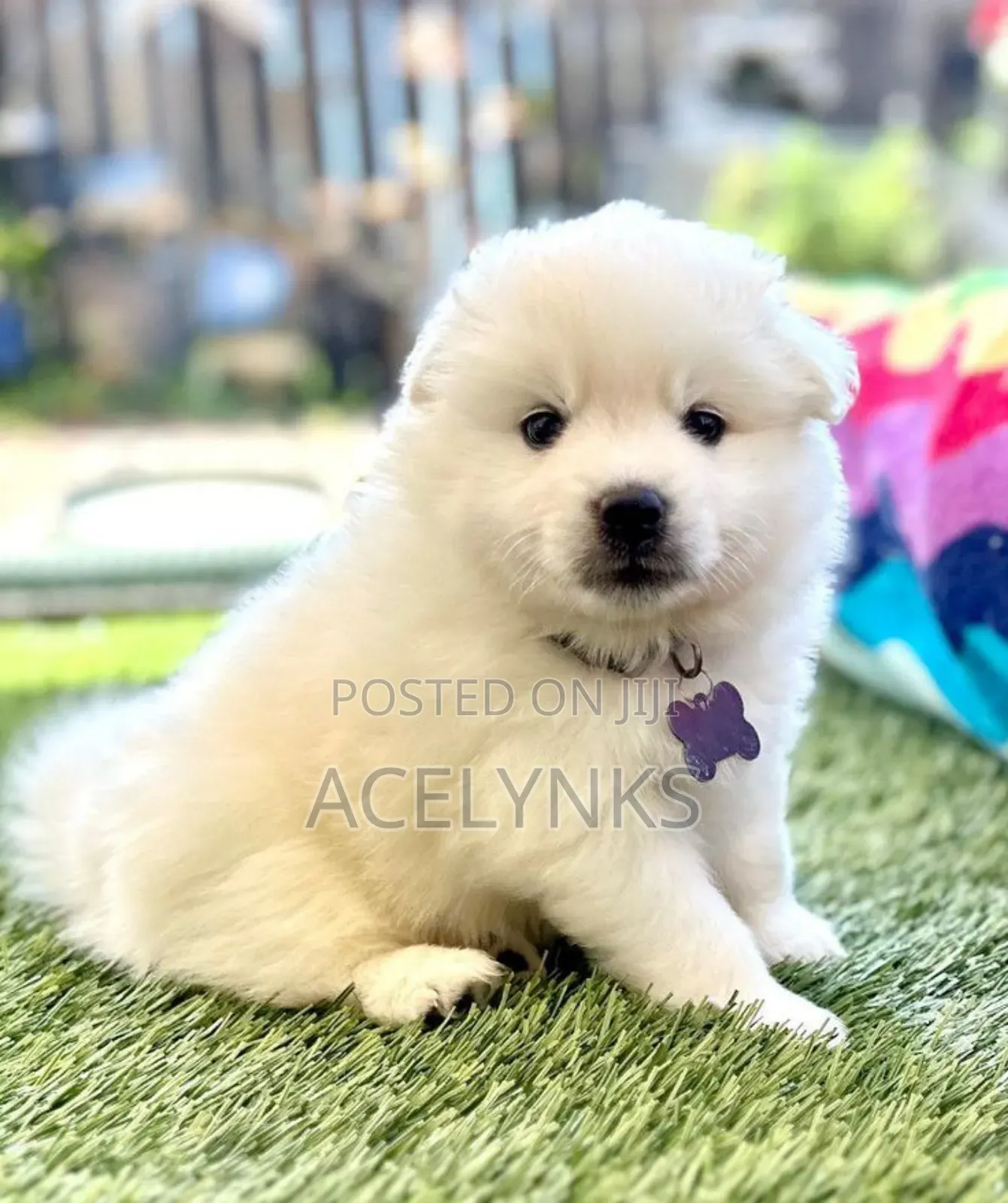 1-3 months Female Purebred American Eskimo