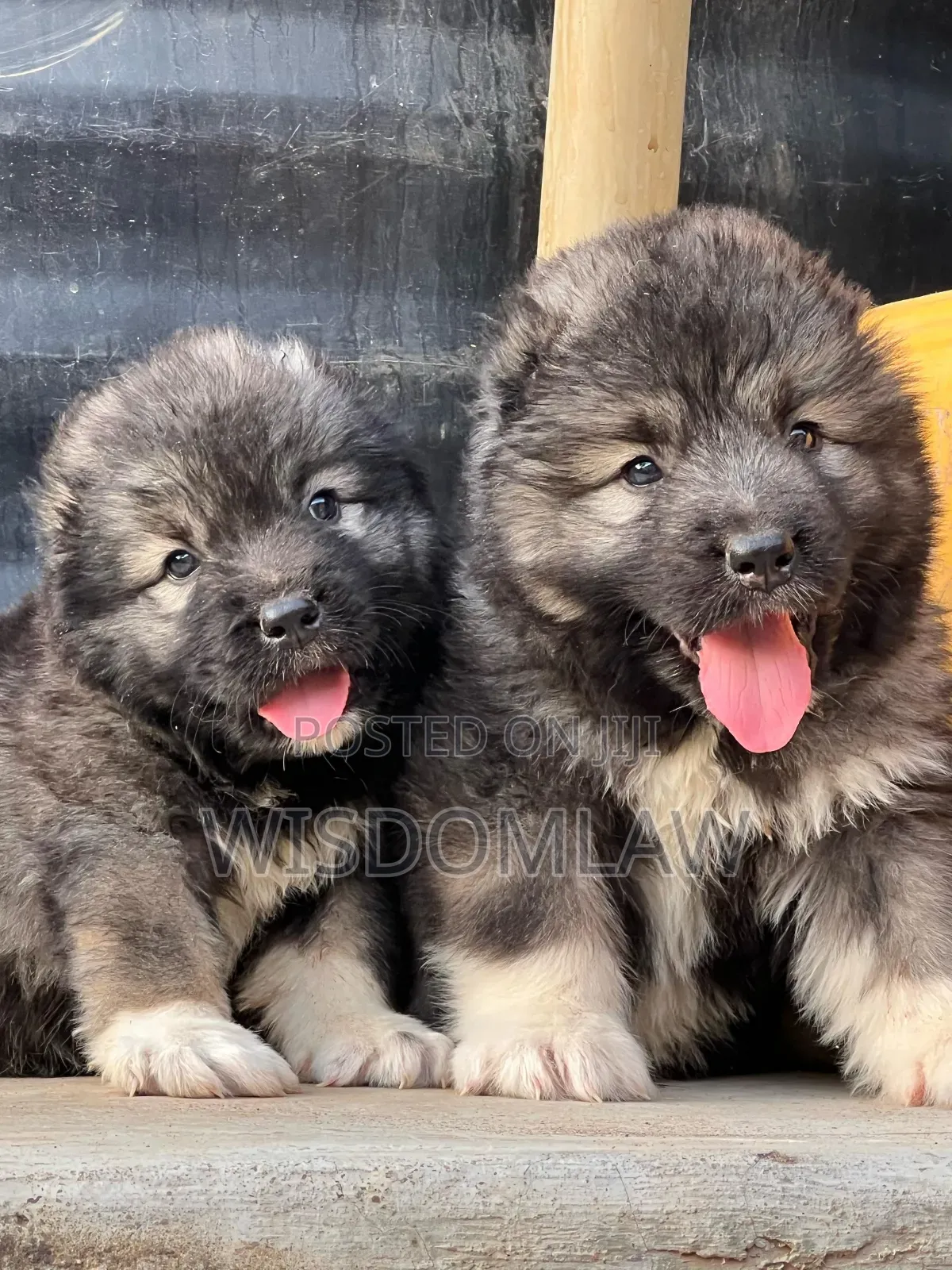 1-3 months Female Purebred Caucasian Shepherd