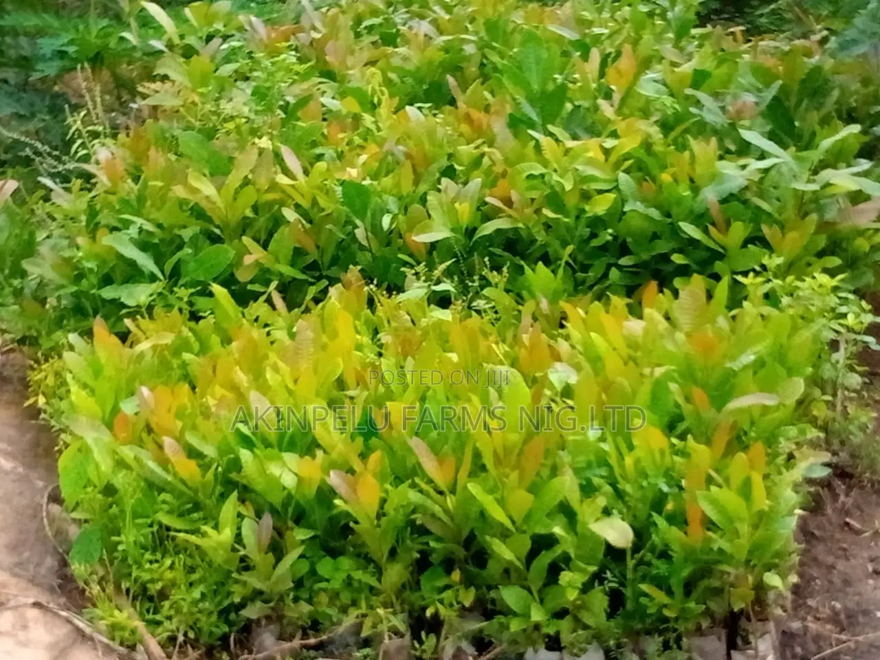 Cashew Seedlings