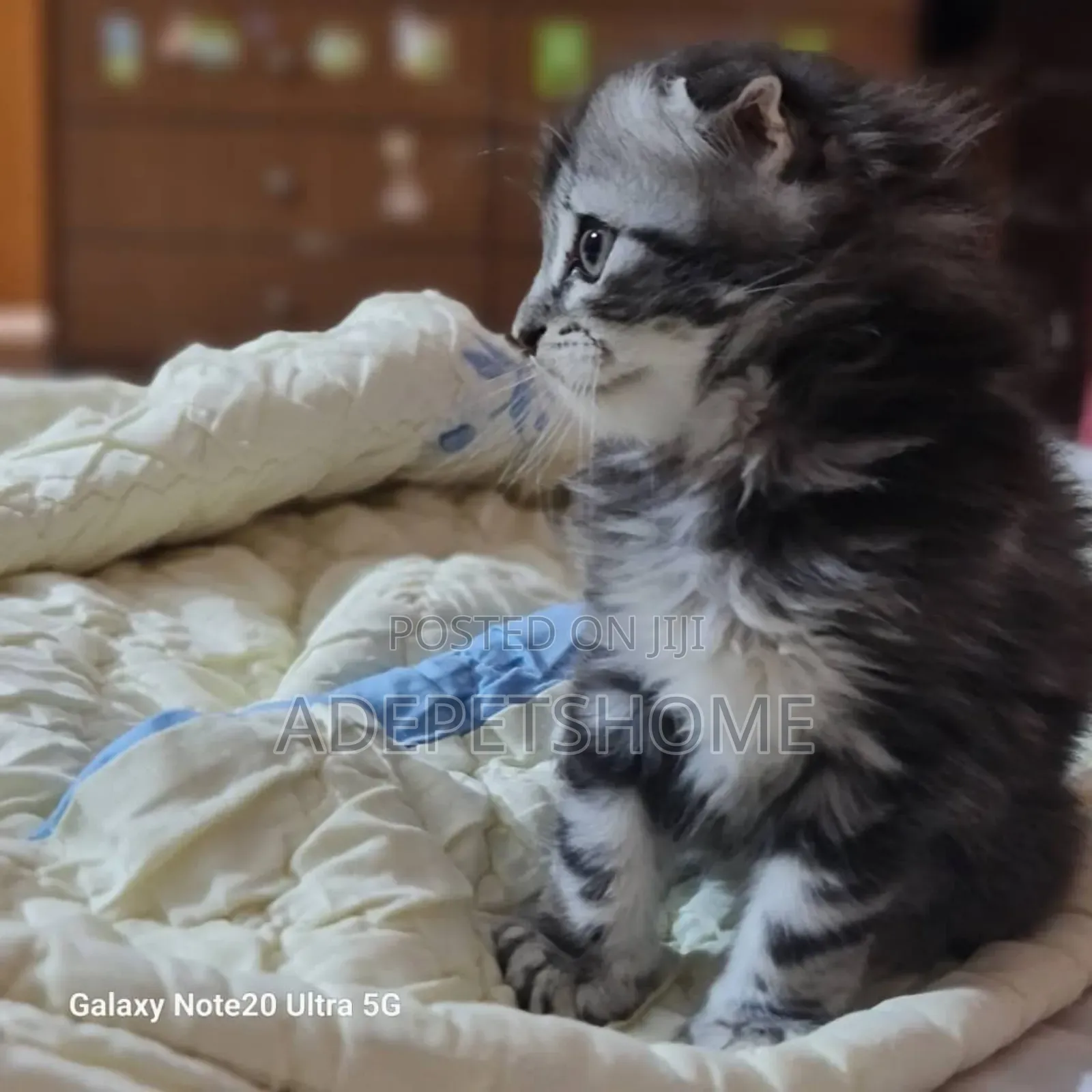 1-3 months Male Purebred Siberian