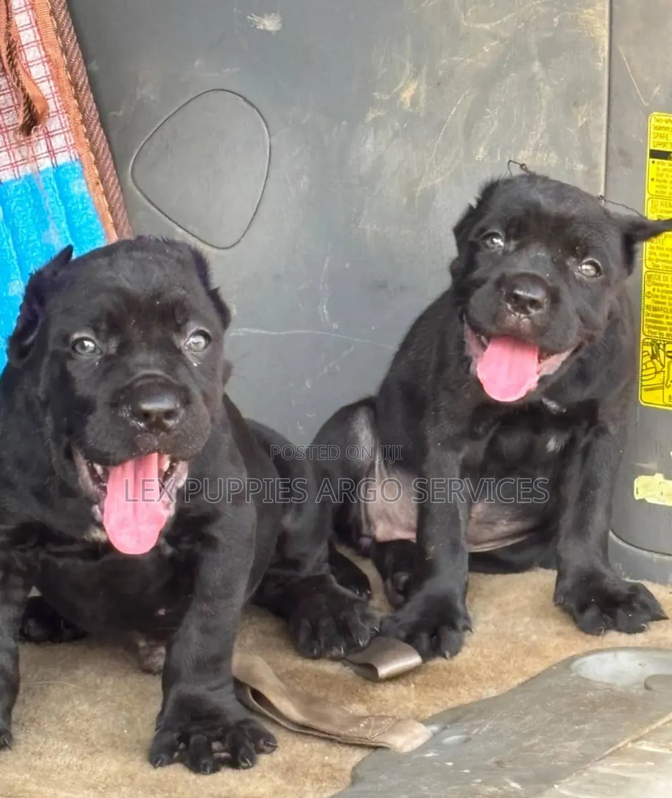1-3 months Female Purebred Cane Corso