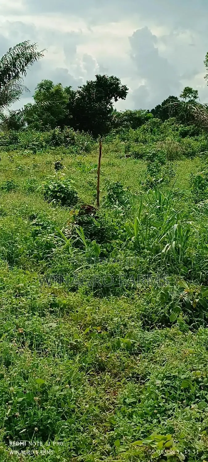 Amazing Farm Land
