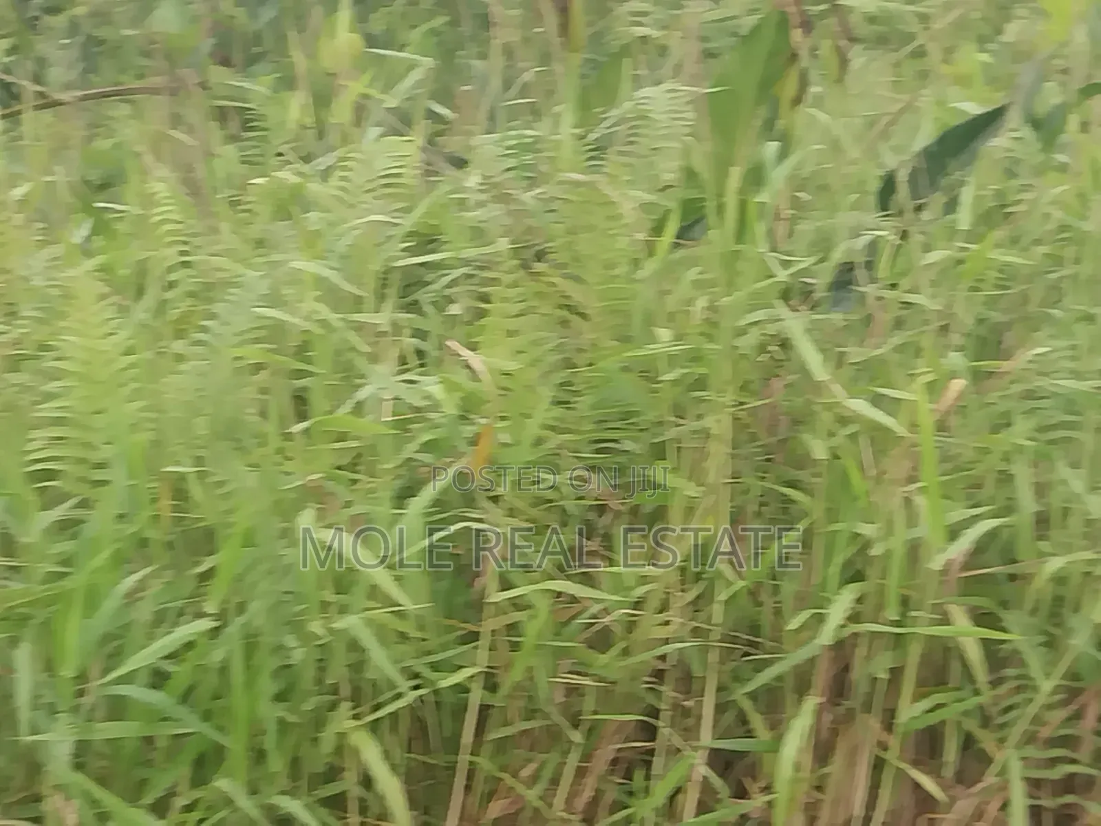 13 Plots of Land 4 Sale at Shasha Near Air Force Alimosho