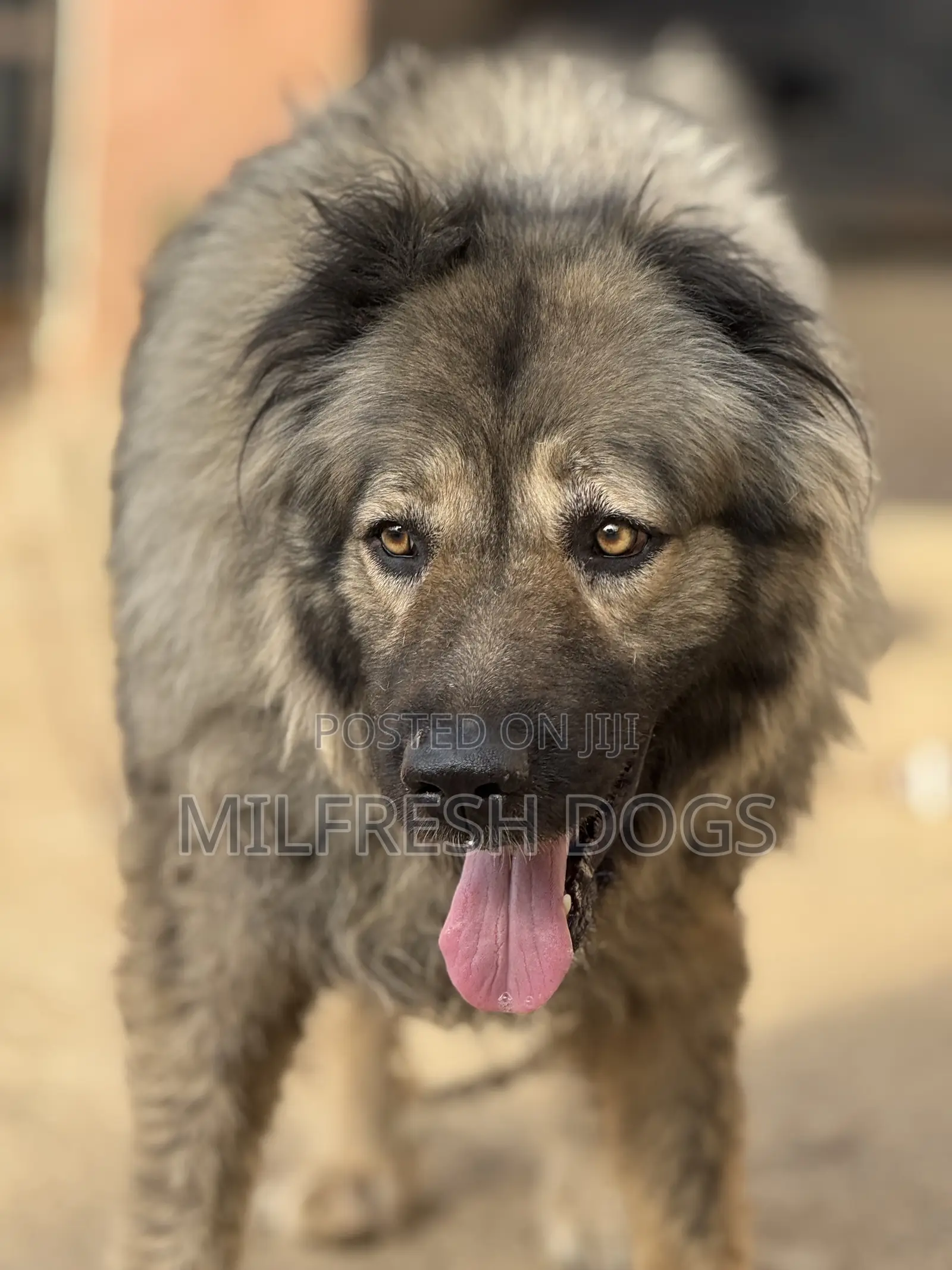 1+ year Female Purebred Caucasian Shepherd