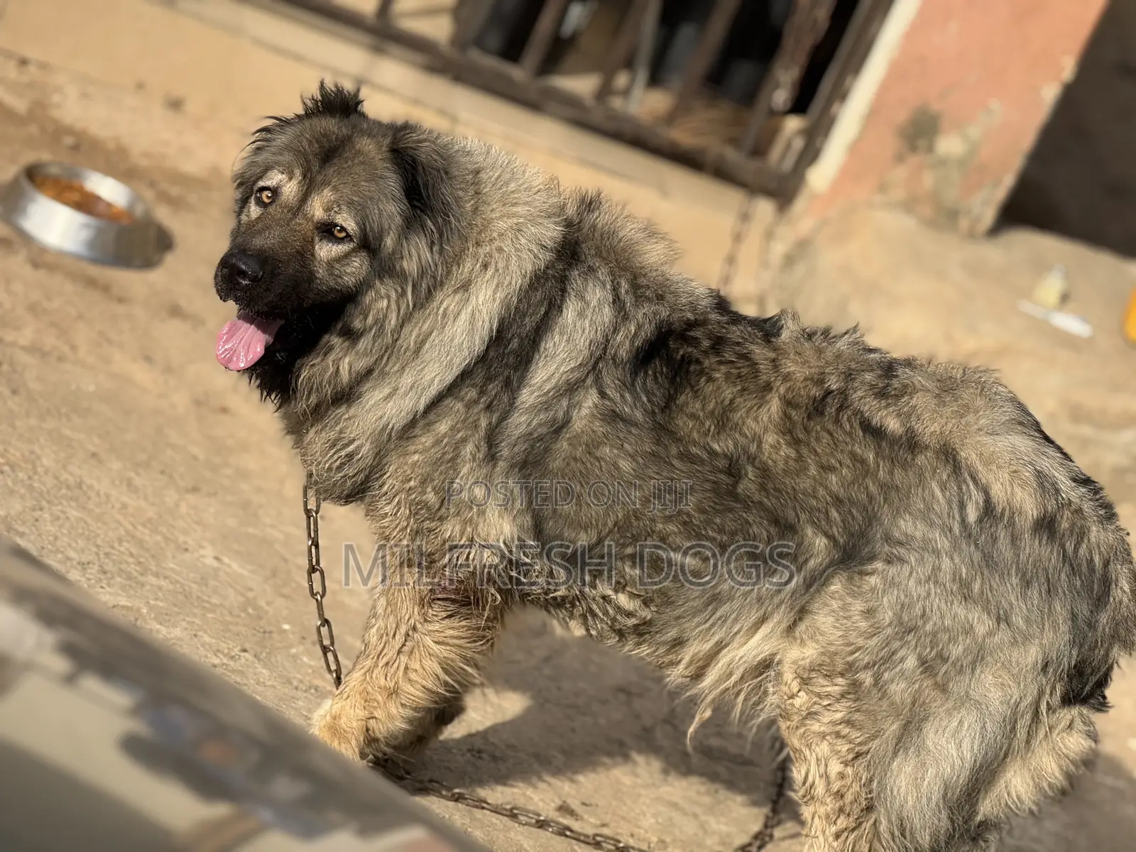 1+ year Female Purebred Caucasian Shepherd