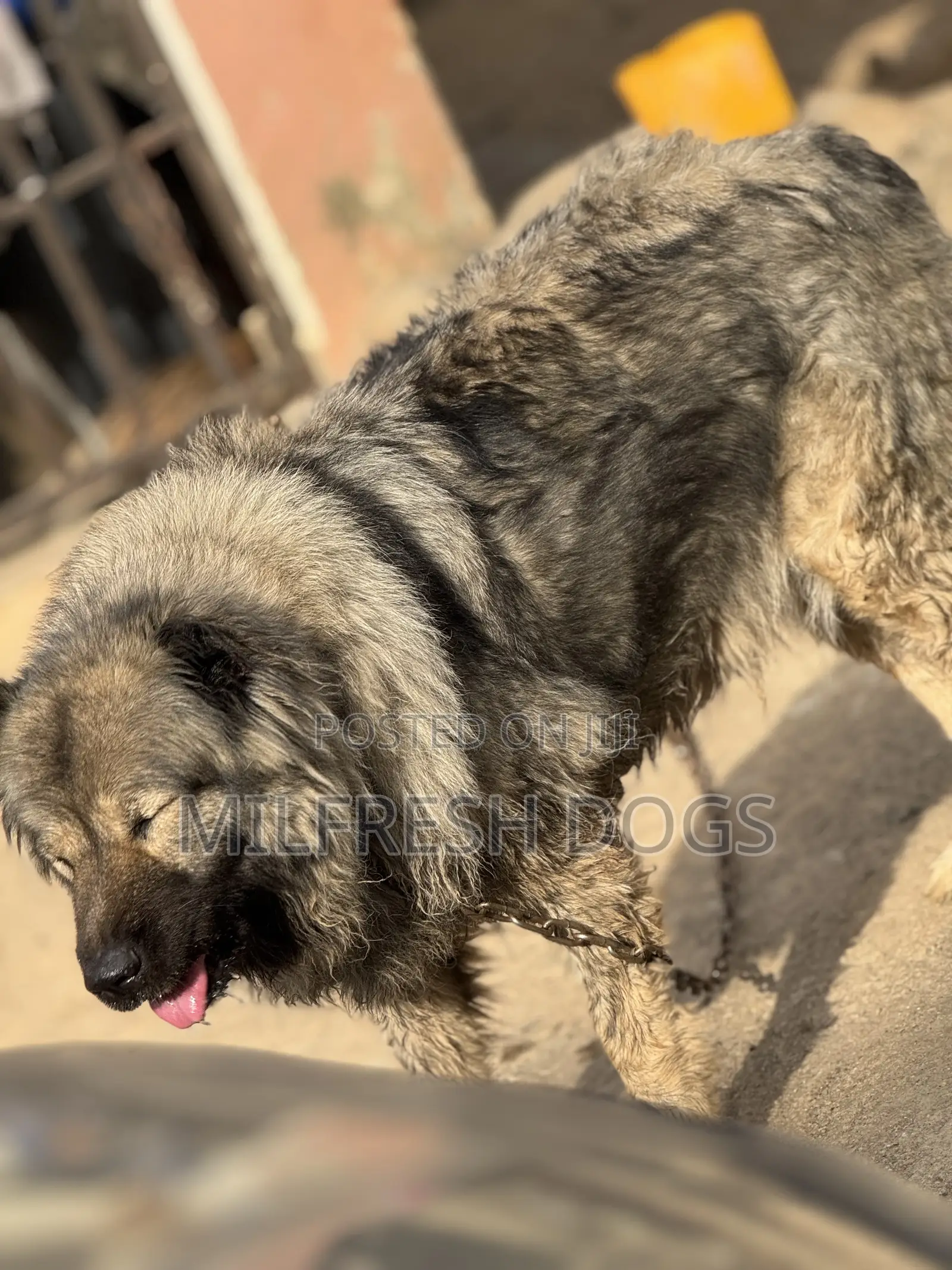 1+ year Female Purebred Caucasian Shepherd