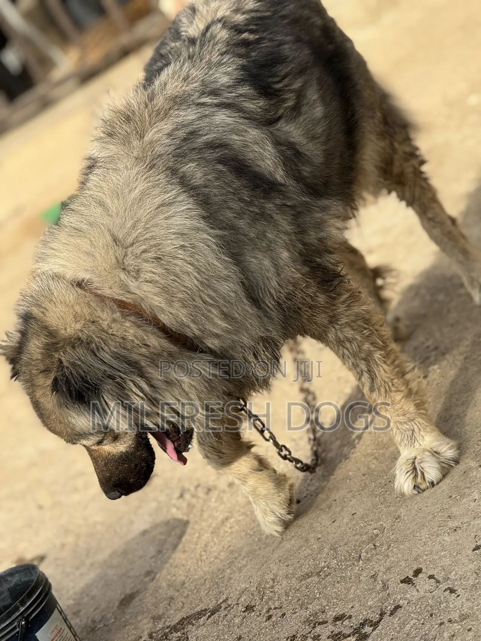 1+ year Female Purebred Caucasian Shepherd