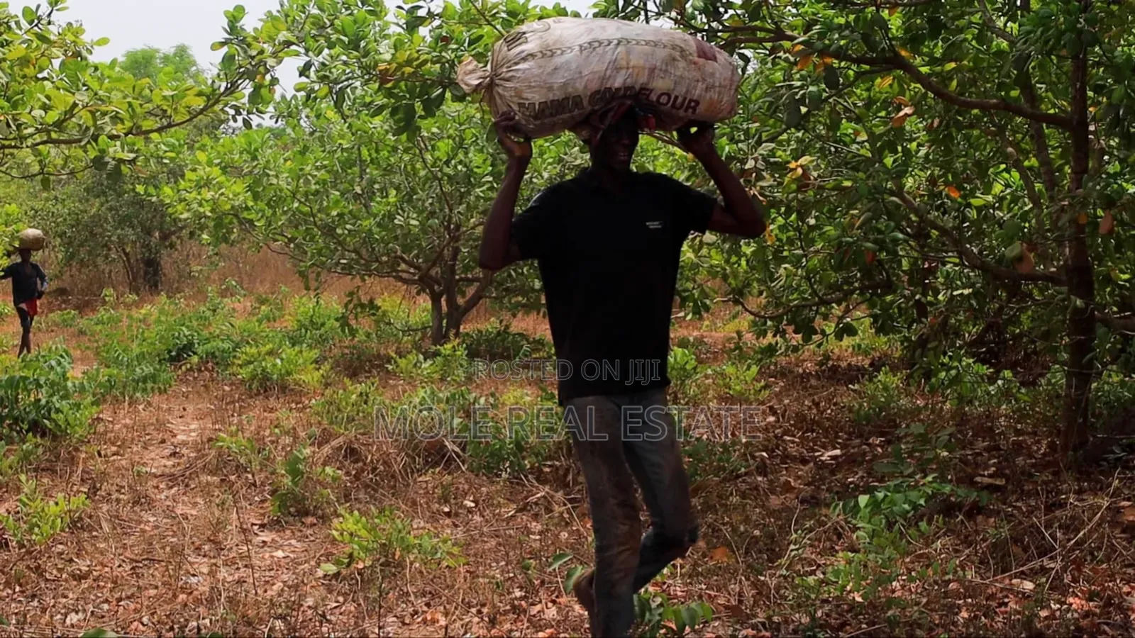 Large Volume of Farmland Someke Ofada Ogun State