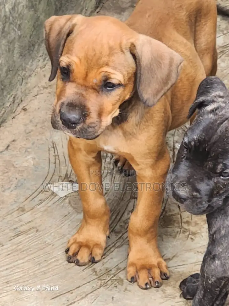 1-3 months Female Purebred Boerboel