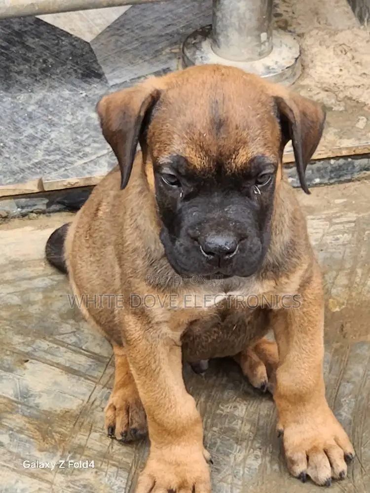 1-3 months Female Purebred Boerboel