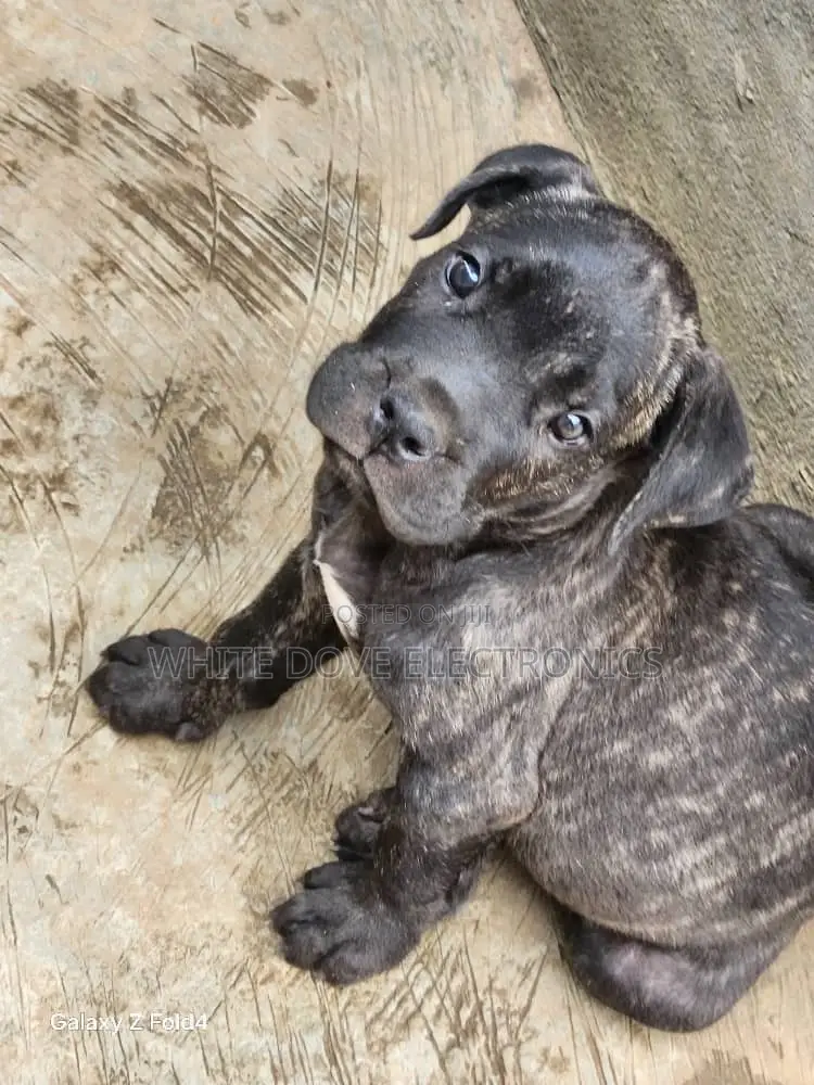1-3 months Female Purebred Boerboel