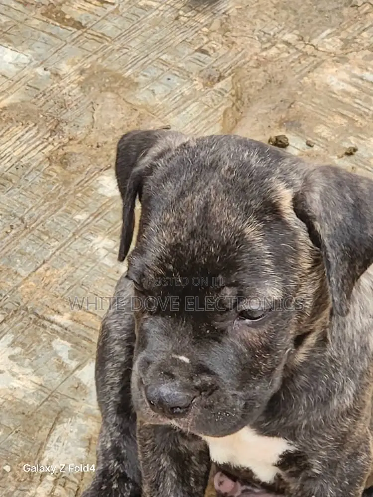 1-3 months Female Purebred Boerboel