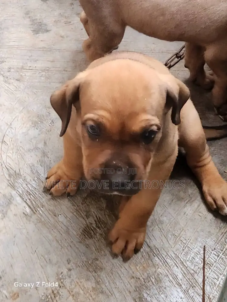 1-3 months Male Purebred Boerboel