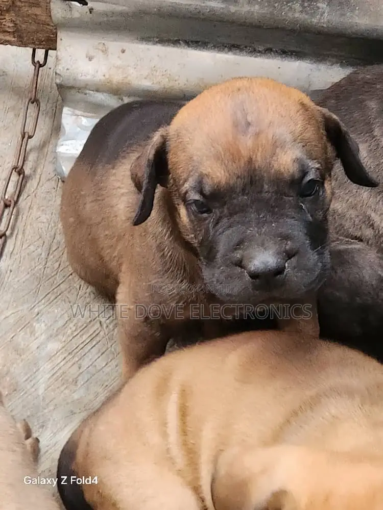 1-3 months Male Purebred Boerboel