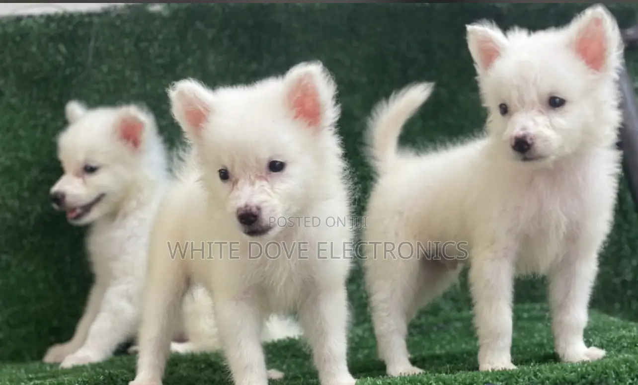 1-3 months Female Purebred American Eskimo