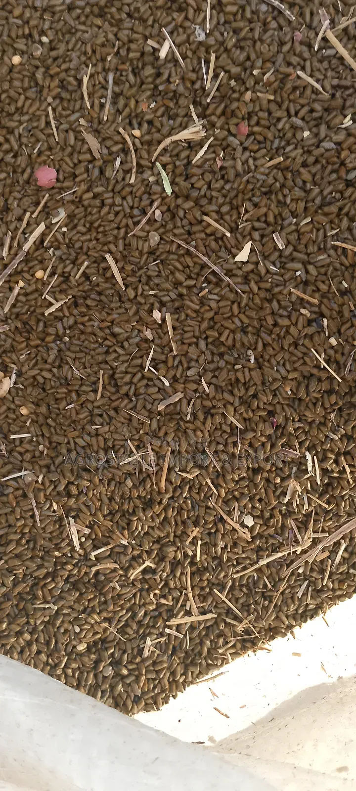 Cassia Torra Seeds